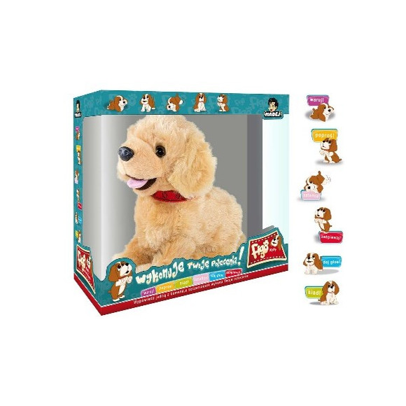 Pies FIGO reagujący na komendy